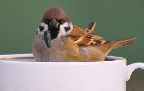 Birds, Sparrow, photohunt