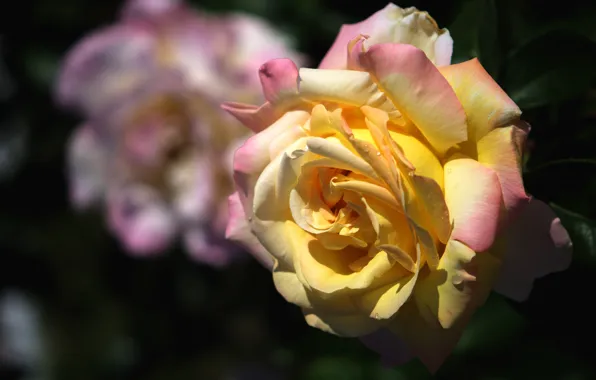 Drops, light, flowers, the dark background, rose, roses, orange, garden