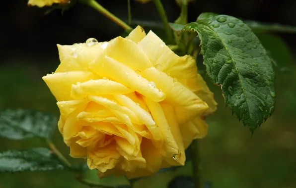 Picture flower, leaves, drops, Rosa, yellow, Roses