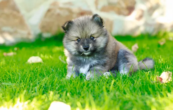Picture summer, grass, grey, glade, dog, puppy, bokeh, Spitz