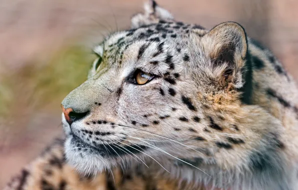 Picture mustache, face, IRBIS, snow leopard, looking up