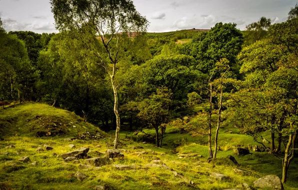 Picture greens, summer, grass, trees, stones, UK, Peak District National Park, Longshaw Estate