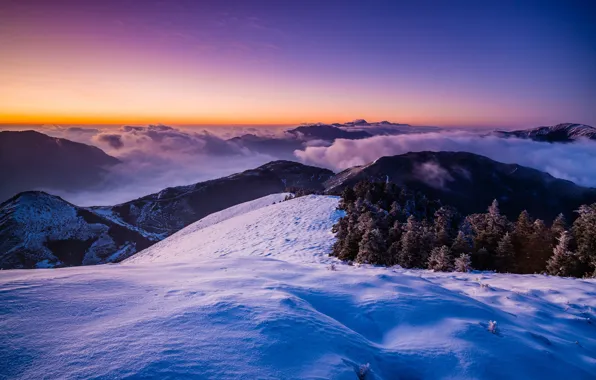 Cold, winter, frost, forest, purple, the sky, snow, landscape