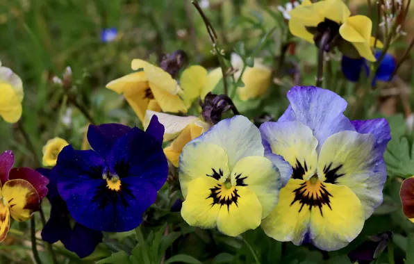 Macro, flowers, yellow, Pansy, flowerbed, blue, bokeh, violet