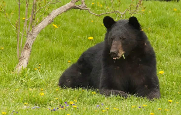 Flowers, bear, dandelions, lawn, tree