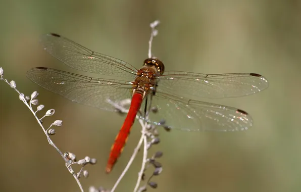 Sprig, wings, dragonfly, veins, abdomen