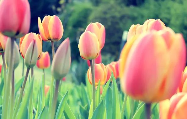 Colors, Red, flowers, Tulips