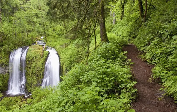 Forest, waterfall, path
