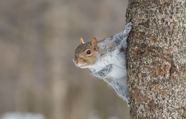 Picture background, tree, protein, trunk, rodent, pet