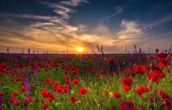Picture field, the sky, grass, the sun, clouds, landscape, flowers, nature