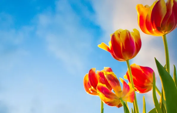 Picture the sky, flowers, background, widescreen, Wallpaper, tulips, wallpaper, flowers