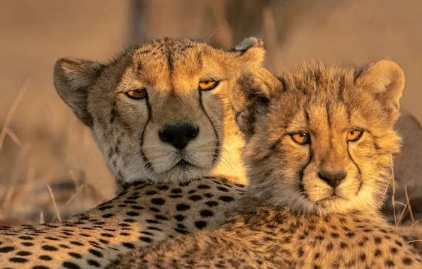 Look, cub, wild cat, muzzle, cheetahs