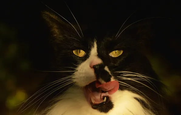 Language, cat, cat, look, face, light, nature, the dark background