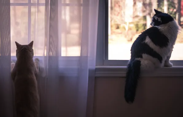 Cat, cat, look, pose, room, two, window, curtains