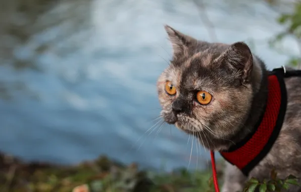 Cat, cat, look, muzzle, cat