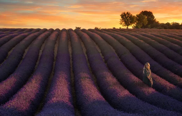 Field, summer, the sky, clouds, light, sunset, flowers, nature