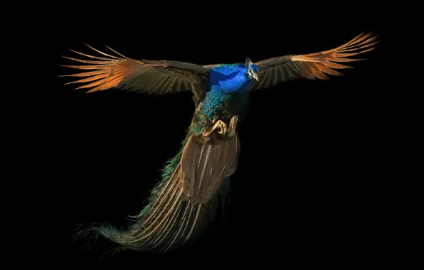 Flight, peacock, flight, peacock, Nancy Xu
