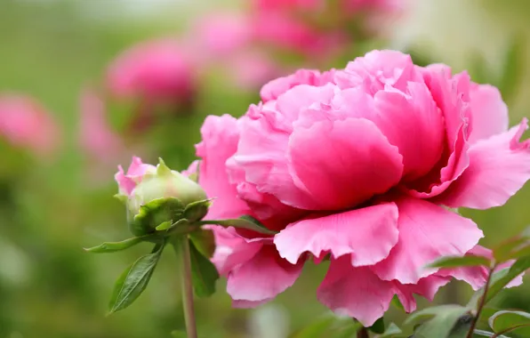 Flower, leaves, flowers, background, pink, peony