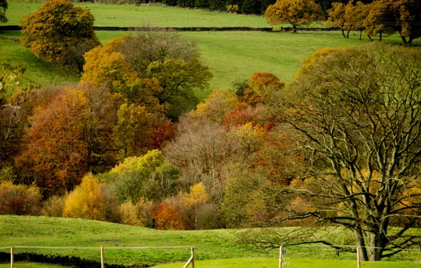 Picture field, autumn, grass, trees