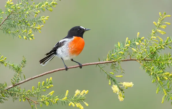 Picture leaves, flowers, bird, branch, feathers, beak, tail