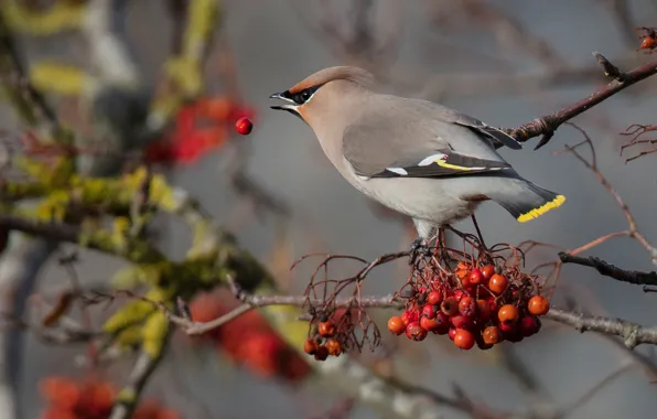 Picture autumn, branches, berries, bird, fruit, Rowan, the Waxwing
