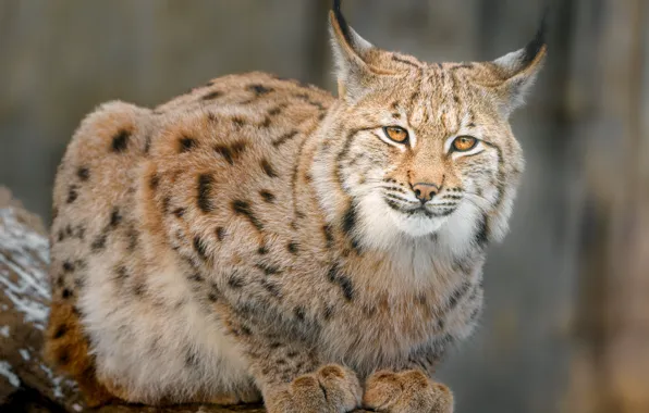 Look, nature, pose, lynx, face