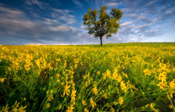 Field, summer, the sky, clouds, flowers, tree, yellow, meadow