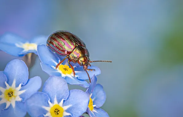 Macro, flowers, beetle, blue, blue background, forget-me-nots, brilliant