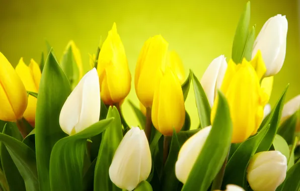 Picture leaves, flowers, green, background, spring, yellow, tulips, white