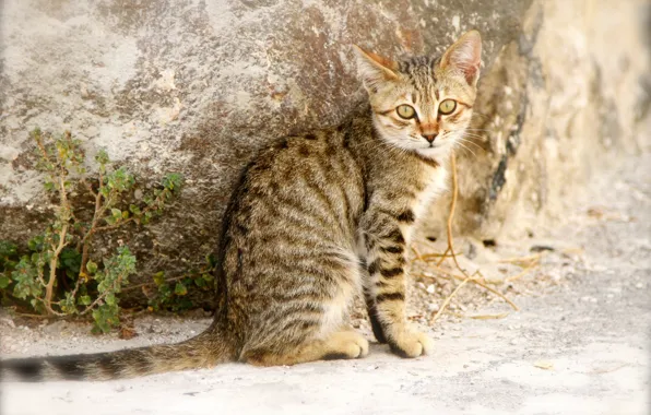 Picture look, kitty, grey, wall, street, striped