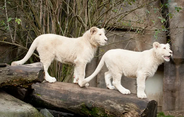 Cat, pair, log, the cubs, lion, white lion