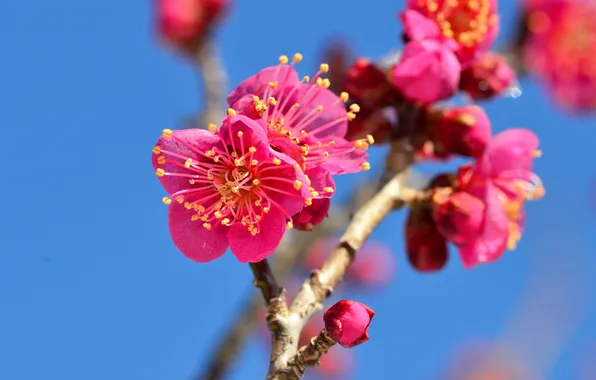 The sky, branch, garden, flowering