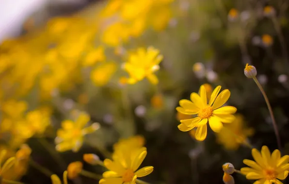 Picture flowers, nature, background