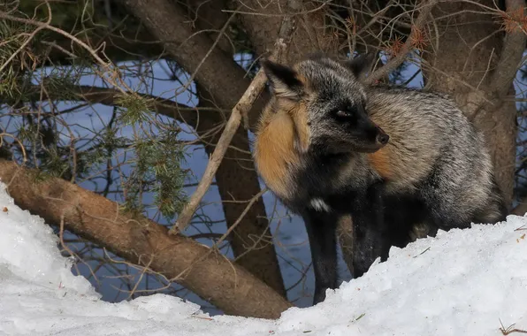 Picture snow, Fox, Animal