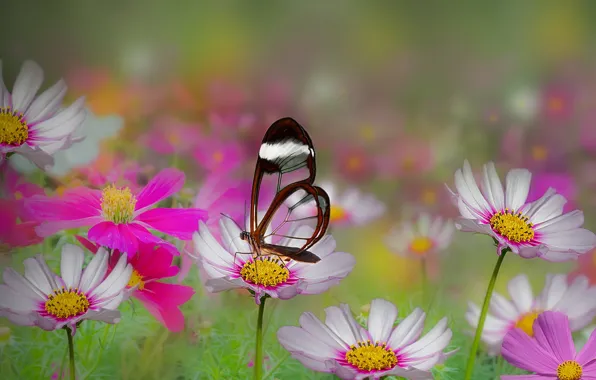 Picture summer, flowers, butterfly