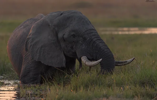 Nature, background, elephant, DUELL ©