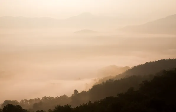 Forest, fog, photo, mountain, Sepia, the view from the top