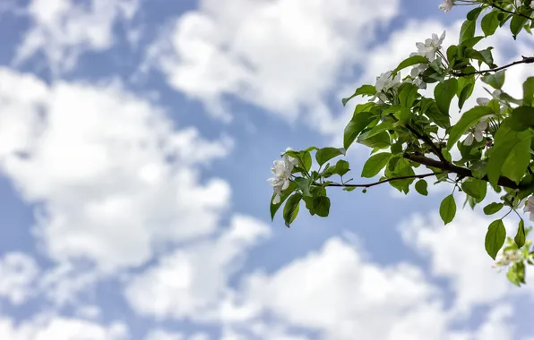 The sky, clouds, Apple, Apple tree in bloom, Apple blossoms