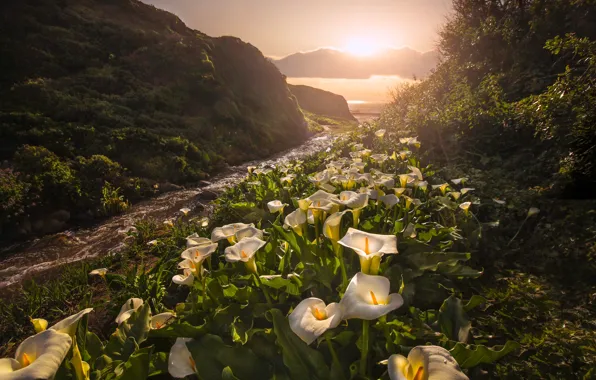 Picture sunset, flowers, CA, California, Calla lilies, Big Sur, Big Sur, Garrapata State Park