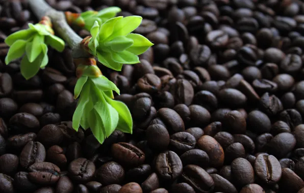 Greens, leaves, light, branches, background, Wallpaper, coffee, the buds on the branches