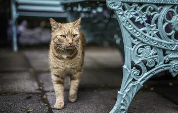 Picture cat, red, shop