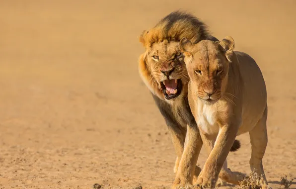 Pose, Leo, pair, grin, lions, lioness, muzzle