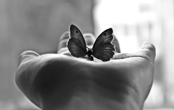 Picture Minimalism, Butterfly, Palm, Black-And-White Photograph