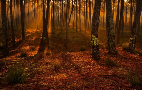Wallpaper autumn, forest, rays, light, trees