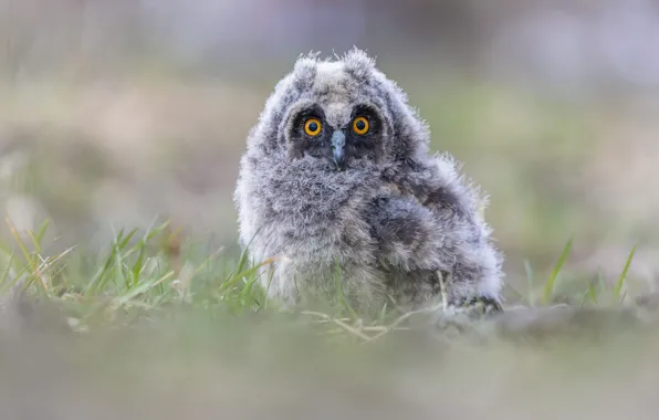 Grass, look, nature, owl, bird, glade, chick, owlet