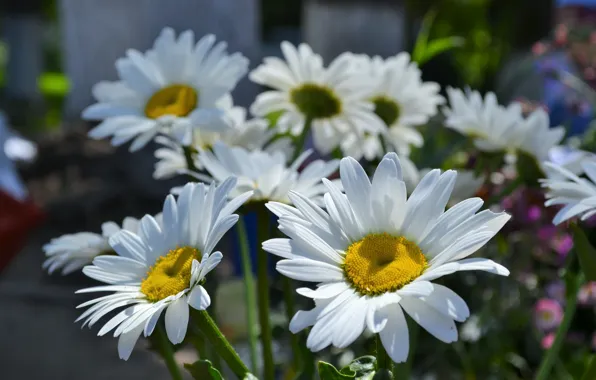 Picture white, flowers, yellow, chamomile, large