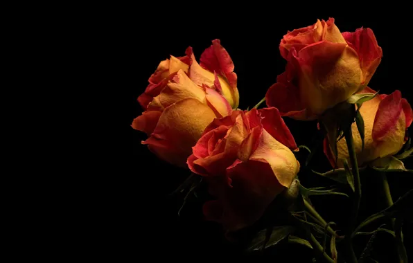 Picture flowers, roses, bouquet, black background, orange, buds, fire