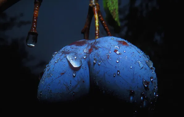 Drops, night, berries, the dark background, two, food, branch, garden