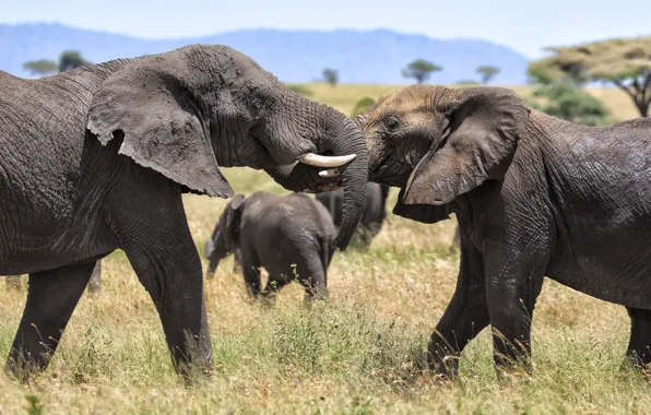 Grass, pose, the game, elephant, friendship, pair, Savannah, Africa