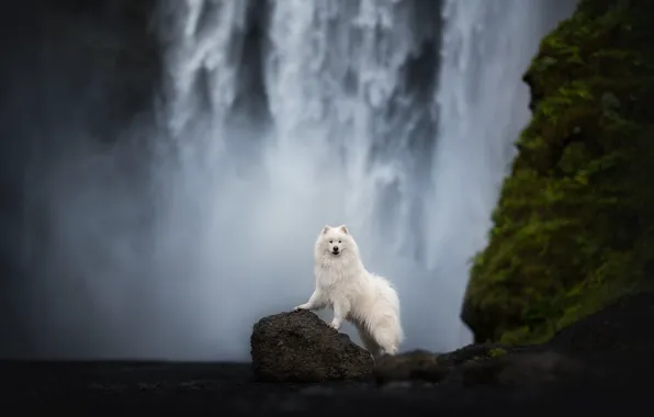 Look, nature, pose, dog, white, face, Samoyed